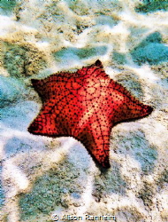 Sandy Bay, Roatan by Alison Ranheim 